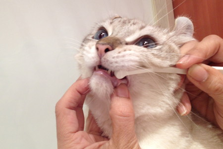 【猫口ケア】歯みがきセット