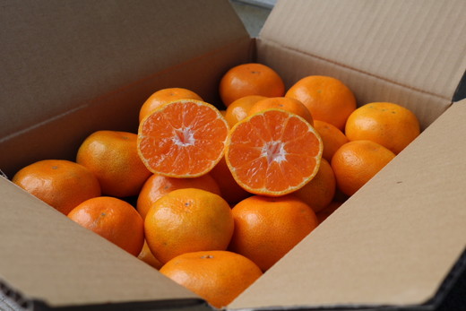 和歌山県産 有田みかん 約4kg 秀品 ※2025年10月中旬～2026年1月下旬頃に順次発送予定 ※北海道・沖縄・離島への配送不可