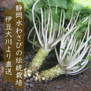 （冷蔵）わさび農家直送　無添加こだわり加工品+　生わさびDXセット 1384 ／ 大川因わさび園 わさび漬 わさび茎漬 わさび味噌 静岡県