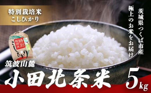 令和7年産 特別栽培米 コシヒカリ 小田北条米 5kg │ 米 お米 こしひかり 茨城県産こしひかり 茨城産こしひかり 茨城こしひかり コシヒカリ 白米 精米 5キロ 2025年産 茨城県産 茨城県 つくば市