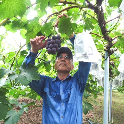 【2025年発送】岡山県産ニューピオーネ1.0kg以上(2房)【配送不可地域：離島】