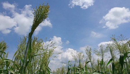 種から栽培した国産ホウキモロコシで手作りした「大和箒」ほうき ホウキ 箒 手作り 国産 新潟県 阿賀野市 2Y01027