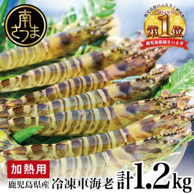 ふるさと納税 南さつま市 【鹿児島県産】冷凍車海老 1.2kg (加熱用)  車エビ 車えび くるまえび 海老 冷凍 南さつま