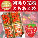 【ふるさと納税】【1月から順次発送】篠崎さんちのいちご　もてぎの完熟とちおとめ(9～15粒×4パック)【配送不可地域：離島・北海道・沖縄県・九州】【1266486】