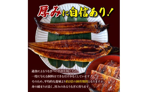 【数量限定】仁淀川特大肉厚うなぎ2尾セット タレ付き