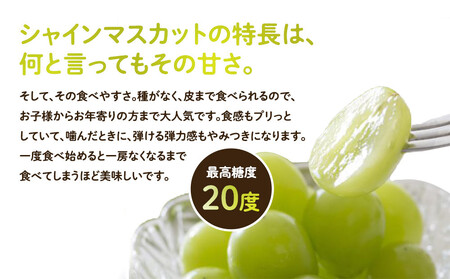 955.【訳あり】シャインマスカット（350ｇ前後）と旬の梨（5玉）セット≪ぶどう、マスカット、ブドウ、葡萄、なし 果物 フルーツ くだもの 鳥取県北栄町≫※8月下旬頃～9月中旬頃に順次発送