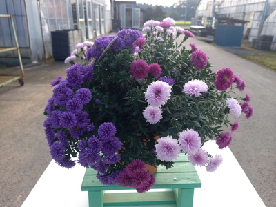 【先行予約】宿根アスター ミステリーレディ3色植え 5号鉢 ※北海道への配送不可 ※2025年9月下旬～10月中旬頃に順次発送予定