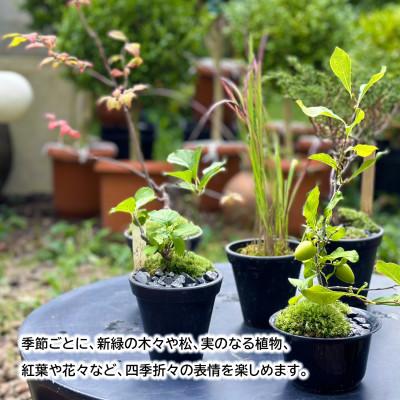 ふるさと納税 酒田市 和ボンサイ(WA BONSAI)季節を感じる小さな宇宙 ふるさとから届く、小さな日本庭園 |  | 02