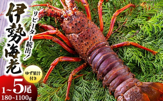 
                  ＜選べる容量＞リピーター続出！伊勢海老 180g～1100g
                