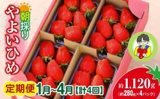 【2026年 先行予約】＜定期便1月～4月＞やよいひめ 280g × 4パック 1120g 計4回 | コク 甘み 朝採れ やよいひめ 贈答用 新鮮 完熟 いちご 旬 苺 ストロベリー 産地直送 果汁 あまい 人気 高評価 美容 健康 旨味 高糖度 ごほうび 定期便 群馬県 前橋市