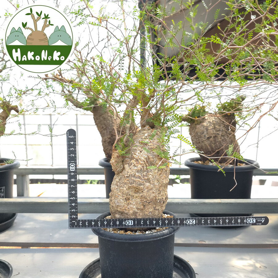 【ふるさと納税】オペルクリカリア・パキプス「塊根植物の王様」(発根管理済) Z4｜観葉植物 コーデックス 盆栽 鉢植え インテリア ハコネコ [0590r]