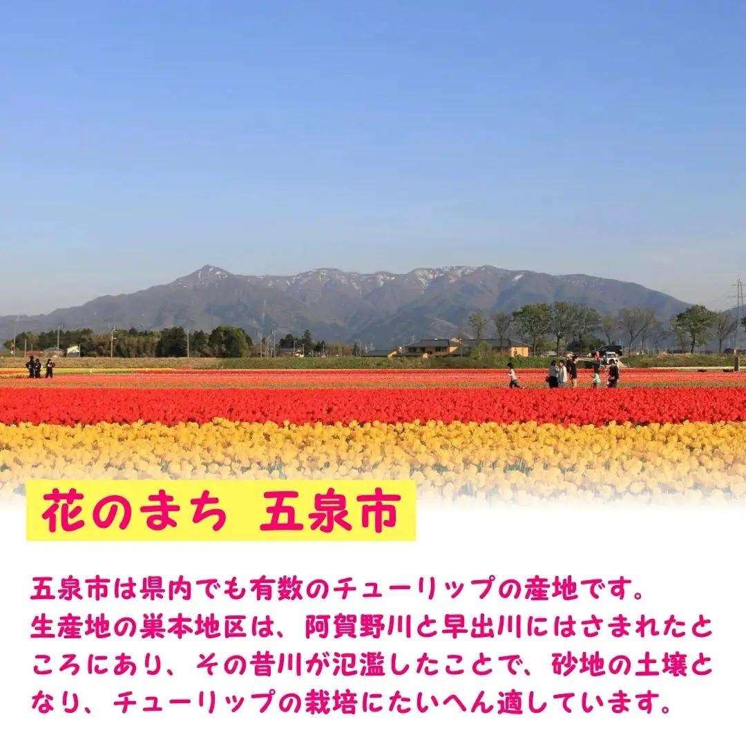 【期間限定】チューリップ球根（特大球）100球入 | 新潟県 球根 五泉市