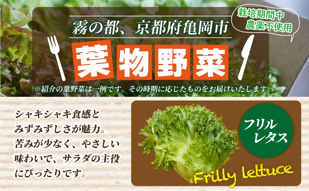 【6回定期便】野菜 詰め合わせ リーフレタス サラダ 7種～11種 6回定期便 京都 丹波産 新鮮 旬の葉物野菜セット 小島農園《農薬不使用 京野菜 亀岡産 季節の野菜 産地直送 期間限定 ふるさと納