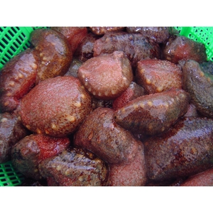 赤なまこ（活）2～6個入り 800g【1月～3月配送】 兵庫県 洲本市 淡路島