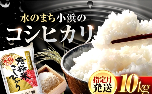 【新米】 福井県産 コシヒカリ 精米 (白米) 10kg 一等級　福井県米 /甘みと粘りが際立つ 王道米 こしひかり 小浜市 / 若狭ふれあい市場 [BFEL018]