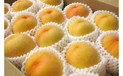 【令和8年産先行受付】山形県産黄桃秀品5kg※品種おまかせ 柔らかくなる桃