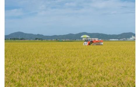 数量限定 【令和6年産先行予約】 山形県庄内産 小池半左衛門のお米 ミルキークイーン 無洗米 5kg (5kg×1袋)