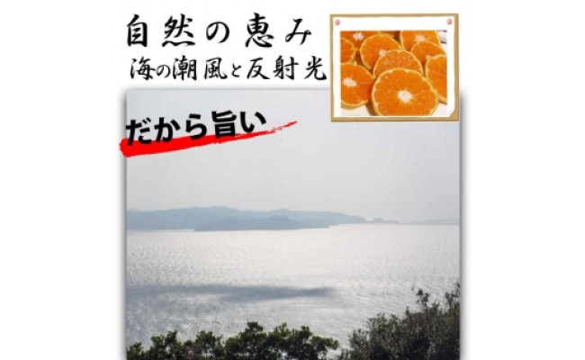 【有田川町】バレンシアオレンジ 2kg バレンシア バレンシャ 和歌山 ブランド 有田みかん ご家庭用  CE025_イメージ4