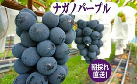 【2026年先行予約】まつもとぶどう園 ナガノパープル2房 約1kg ナガノパープル