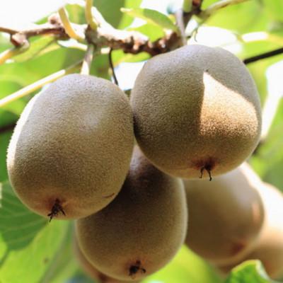 ふるさと納税 有田川町 【1月より順次発送】有田でとれた新鮮キウイフルーツ約2kg(M〜3Lサイズ混合)【有田川町】 |  | 02