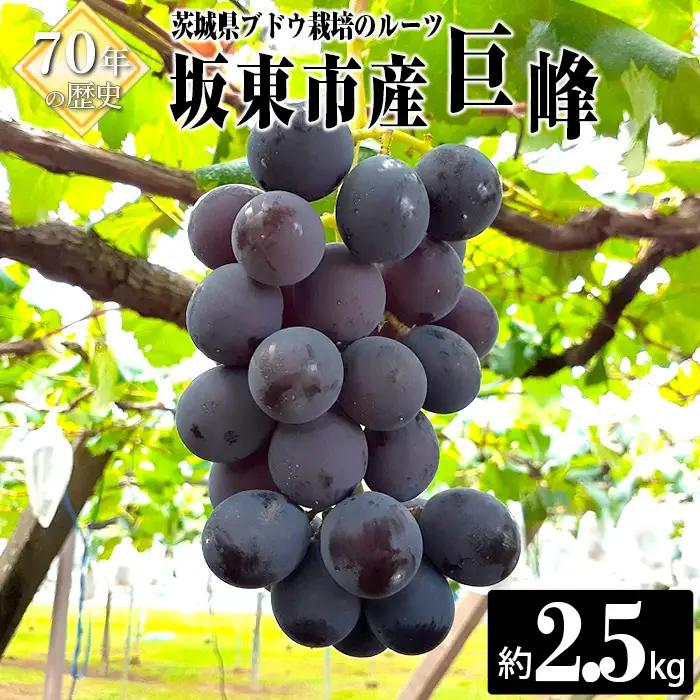 岩井の巨峰（令和8年産）約2.5kg ／ 葡萄 ブドウ ぶどう 果物 くだもの フルーツ 新鮮 自然 甘い 酸味 バランス 大きい 高品質 果実 茨城県 特産品 No.908