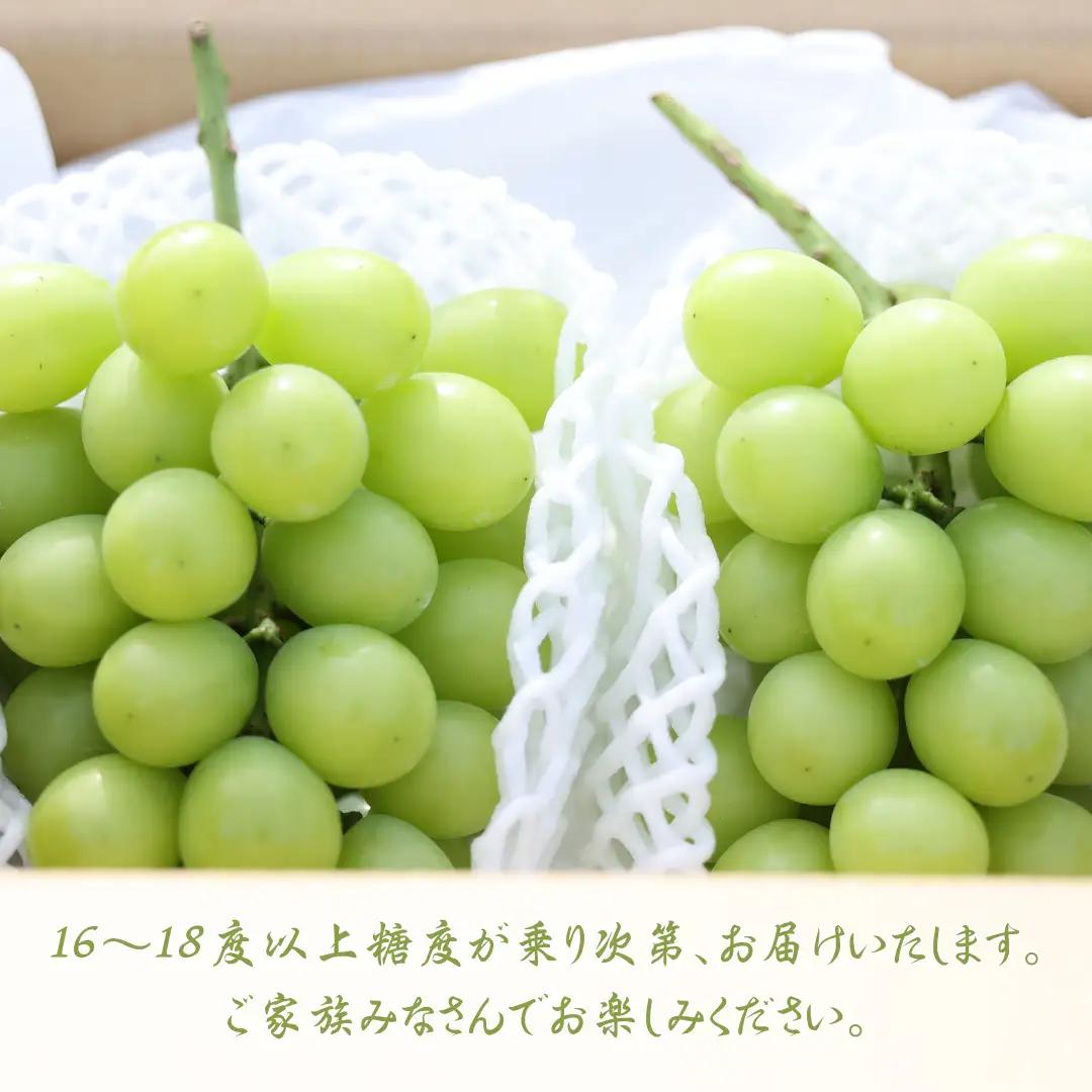 ≪先行受付≫【数量限定】まるさん農園のシャインマスカット　約１ｋｇ　合計２房［MR-101］| 人気シャインマスカット 高評価シャインマスカット シャインマスカットランキング おすすめシャインマスカッ