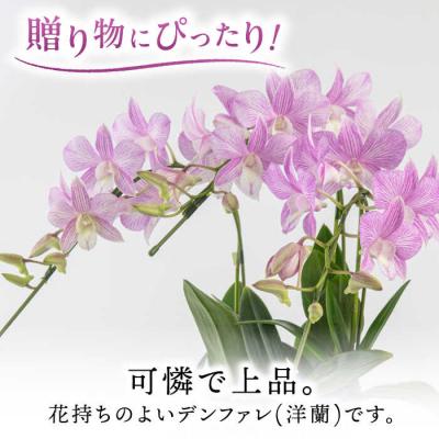 ふるさと納税 糸島市 【30セット限定】デンファレ(洋蘭)3本立ち《糸島》【和饗エコファーム株式会社】[AVI004] |  | 01