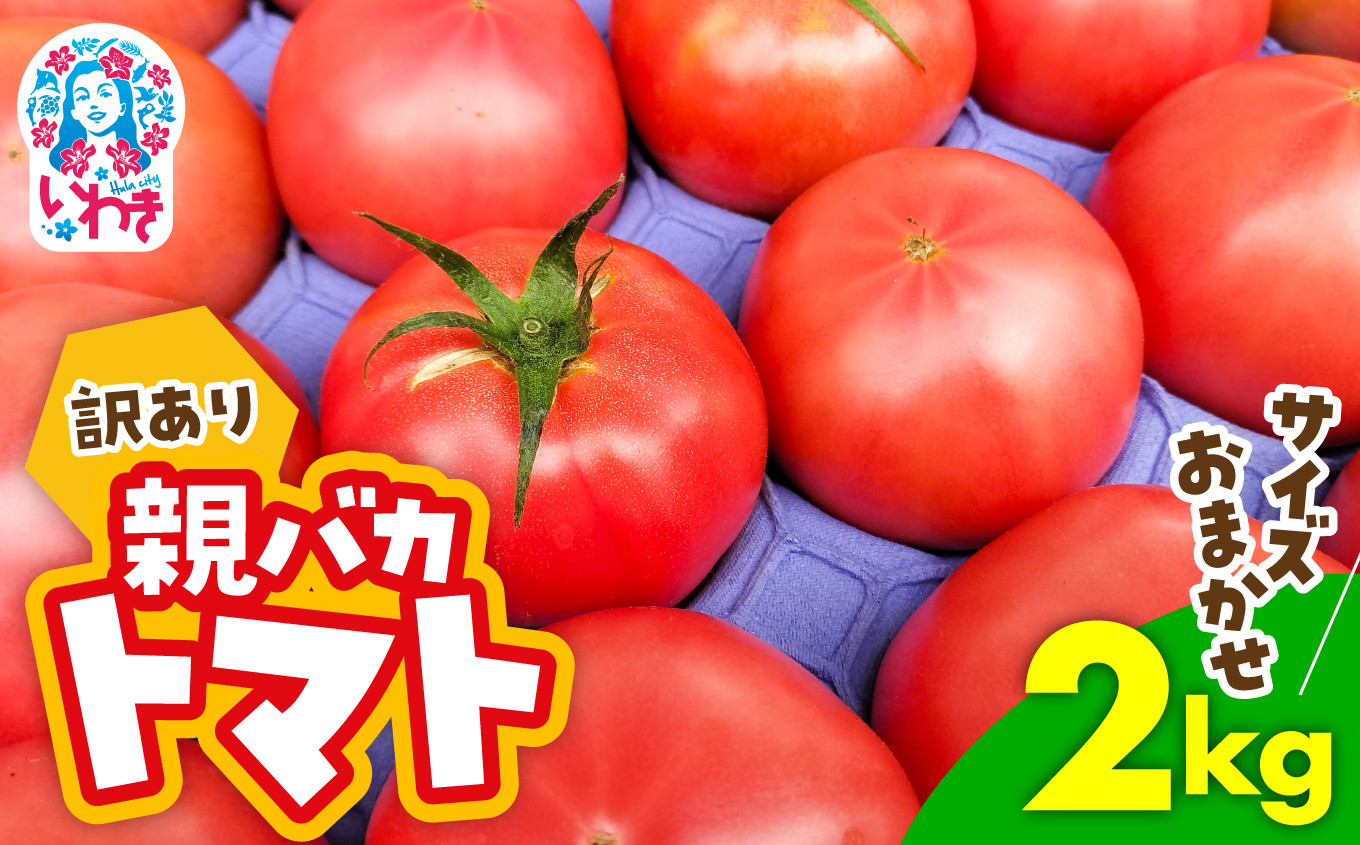 
            訳あり 親バカ トマト 2kg サイズ おまかせ 家庭用 完熟 朝採り 大玉トマト の 小ぶり 不揃い 訳あり 訳アリ とまと 野菜 福島県産 いわき市 産地直送 新鮮 常温 数量限定 期間限定 助川農園 美味しい
          