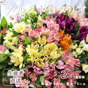 【ふるさと納税】華やかな　アルストロメリア【生花】花農家直送品C　9月～3月発送　（多少茎の曲がりあり・花丈70cm・35本前後）〔KS-03〕切り花　切花