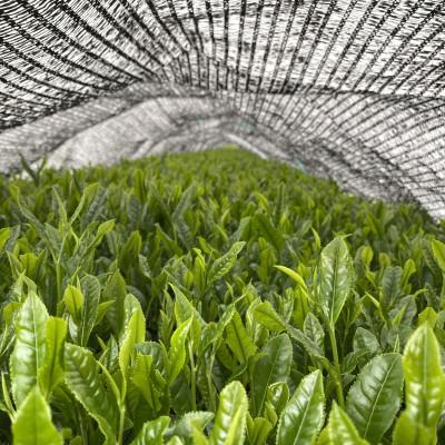 ふるさと納税 沼津市 沼津冠茶(50g) ×2袋 合計100g |  | 02