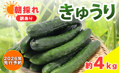 【訳あり】【2026年先行予約】産地直送きゅうり 4kg[shi003]夏野菜 国産 胡瓜 訳アリ