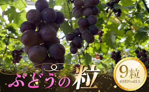 
【農薬・化学肥料不使用】ぶどうの粒 9粒（直径28mm以上） フルーツ ぶどう 葡萄 ブドウ ピオーネ 有機 無農薬 山口県 山陽小野田市 ふるさと納税 F6L-922
