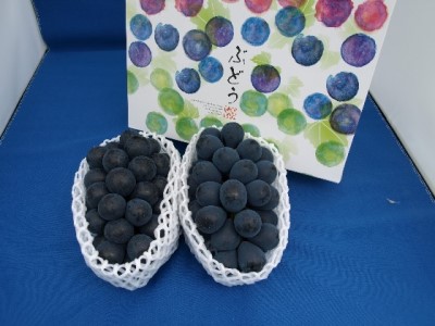 【2026年先行予約】村松農園 温室ぶどう ナガノパープル2~3房 約1kg ぶどう