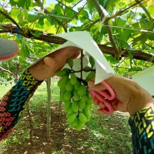 【2026年発送】サンシャインレッド＆シャインマスカット 贅沢2色食べ比べ 計1kg 【農福連携】【配送不可地域：離島】【1690334】