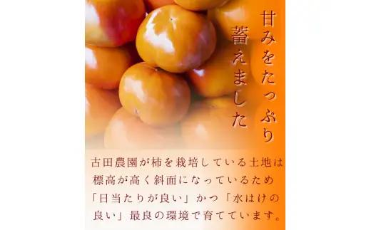 紀ノ川柿  約 2kg 2L~4L(サイズおまかせ) 秀品 / カキ 甘い 美味しい 紀美野町産 ※2026年10月中旬～11月上旬に順次発送【frt504-r-kino-2】