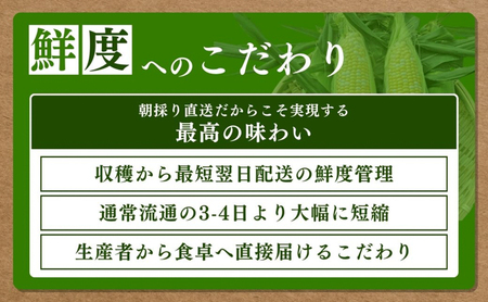 とうもろこし 先行予約 森の甘太郎 12～14本 朝採り 森のとうもろこし 朝どれ 甘い 野菜 夏野菜 旬 夏 産地直送 旬の野菜 季節の野菜 新鮮野菜 おやつ コーン 先行 予約 2025 2025