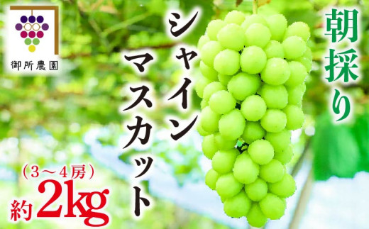 シャインマスカット 2kg 3～4房  ＜出荷時期：2026年8月下旬～2026年9月下旬頃＞フルーツ ぶどう 葡萄 【内祝い 内祝 お祝い 御祝い 御祝 お礼 御礼 プレゼント ギフト 贈り物 御所農園 徳島県 阿波市 】