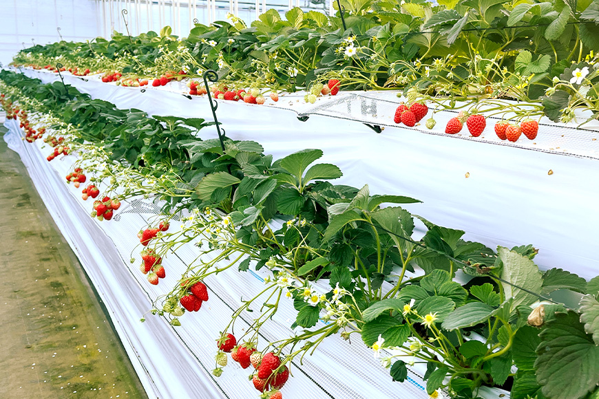 やすださん家のスイーツ園 いちご食べ放題 大人1名40分食べ放題チケット イチゴ 苺 いちご いちご狩り 食べ放題 フルーツ 果物 フルーツ狩り チケット 体験 茨城県 19-F