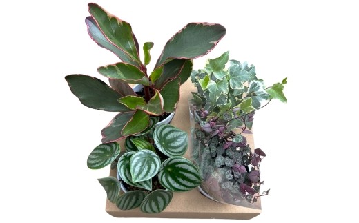 
                  【G0748】【期間限定】蒲郡で栽培した観葉植物セット（4種）
                