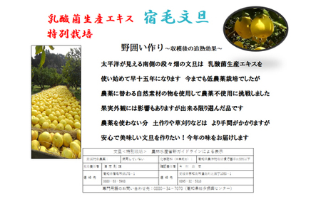 清家農園の文旦5kg家庭用（ジャム用）【特別栽培・農薬不使用】