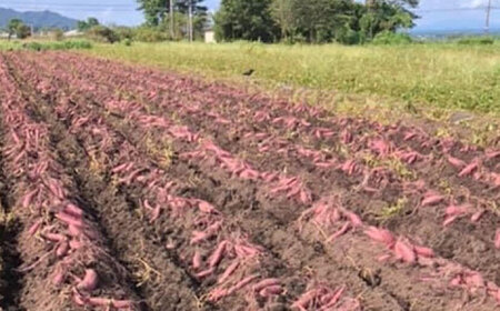 さつまいも 紅はるか 約5kg【株式会社 アグリファーム未来】[ZDN002]