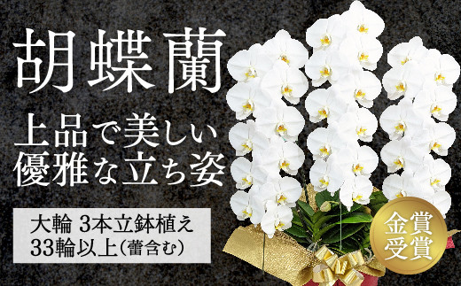 B102 【金賞受賞】スタンダード鳴滝清流胡蝶蘭3本立