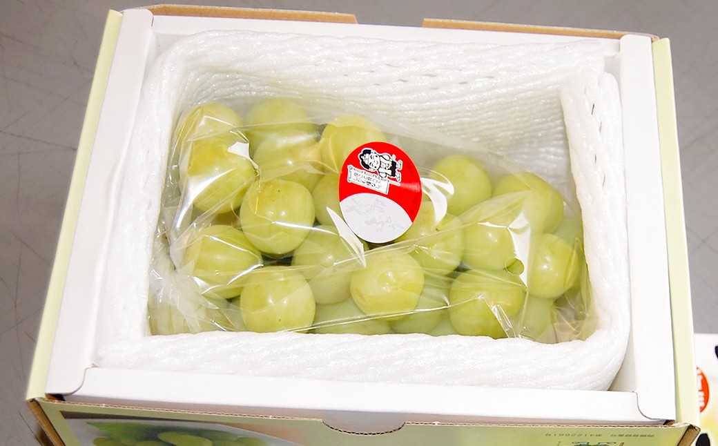 岡山県産桃太郎ぶどう2房入り（1房480ｇ以上）