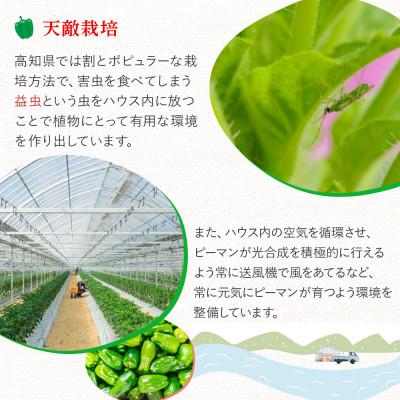 ふるさと納税 四万十町 肉厚ジューシー!エコ栽培でえぐみ少ないピーマン1kg |  | 03