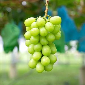 【2026年 先行予約】 シャインマスカット2房【10月上旬頃より発送予定】