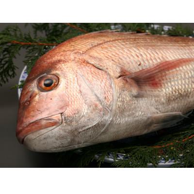 ふるさと納税 佐世保市 九十九島クエだし真鯛茶漬け |  | 02