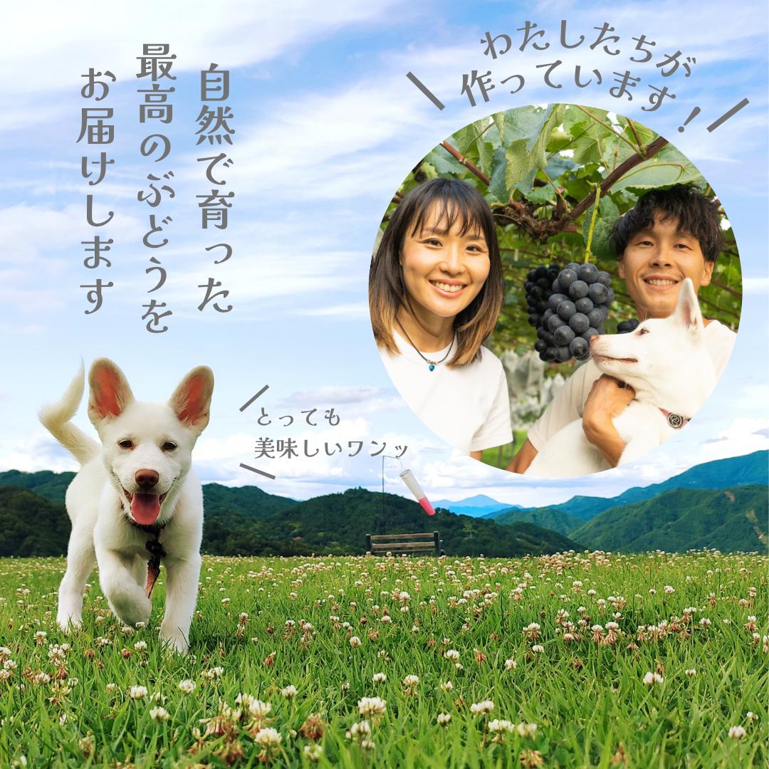 ナガノパープル　8パック（360g×4パック×2箱)