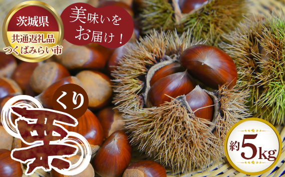 
            【先行予約】栗　約5kg【茨城県共通返礼品 つくばみらい市】 ／ 旬 新鮮 くり クリ 果物 フルーツ 茨城県 特産品 No.305
          