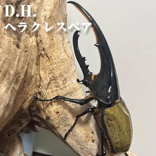 D.H. ヘラクレス ペア【♂：150mm台/♀：フリーサイズ】 No.231