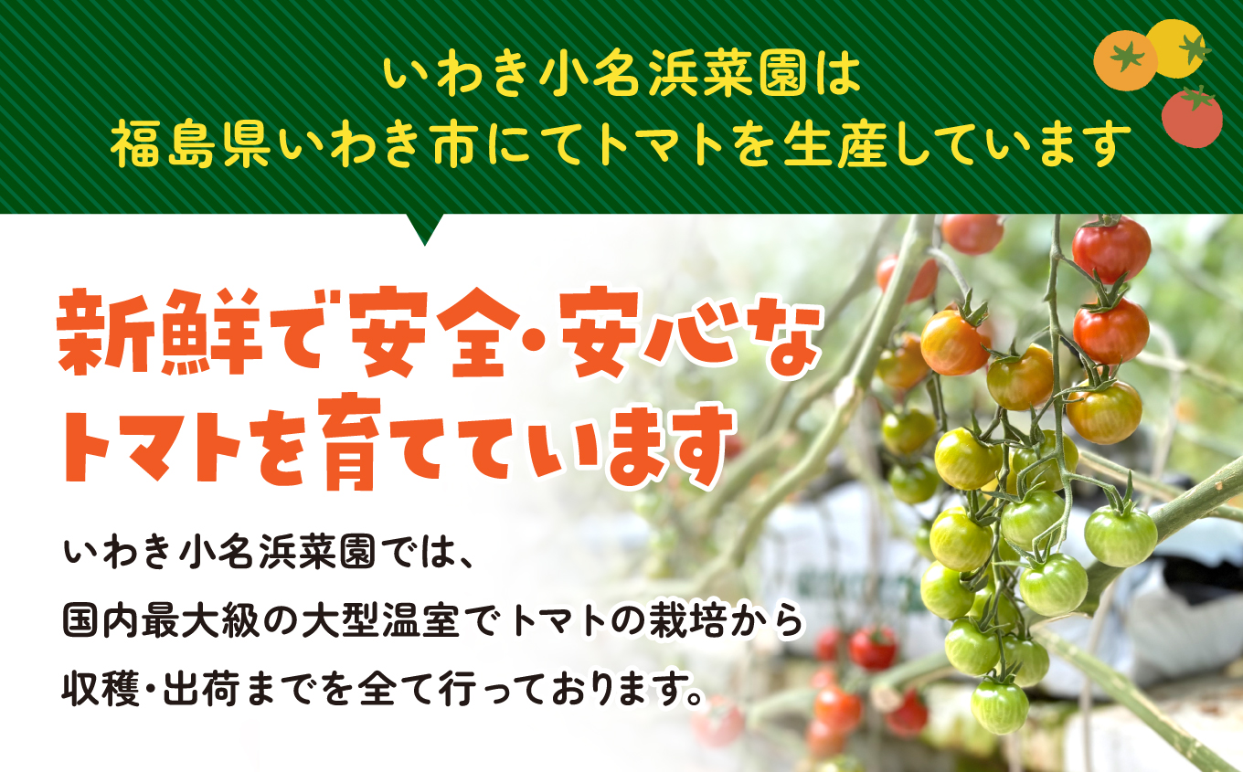 【9月～12月】訳あり 中玉 トマト 約3.5kg×1箱 | 訳あり トマト 中玉トマト 3.5kg 1箱 産地直送 野菜 国産 福島県 いわき産 とまと 数量限定 規格外 不揃い フレッシュ ジューシー 甘み 酸味 産地応援 小名浜菜園 送料無料 中玉 | IO005-09-12
